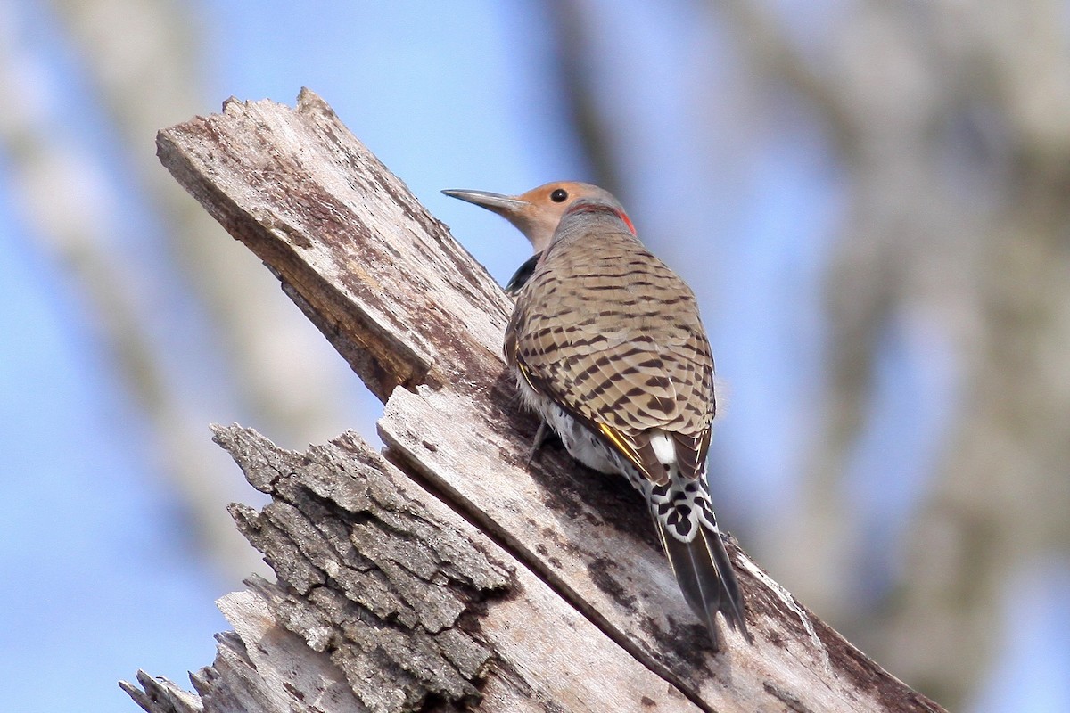 Northern Flicker - Ronald Newhouse