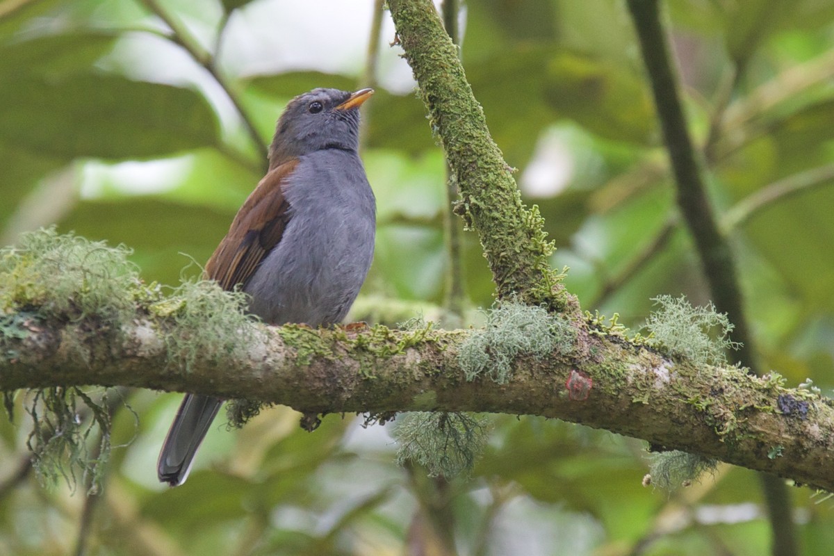 Andean Solitaire - ML79084411
