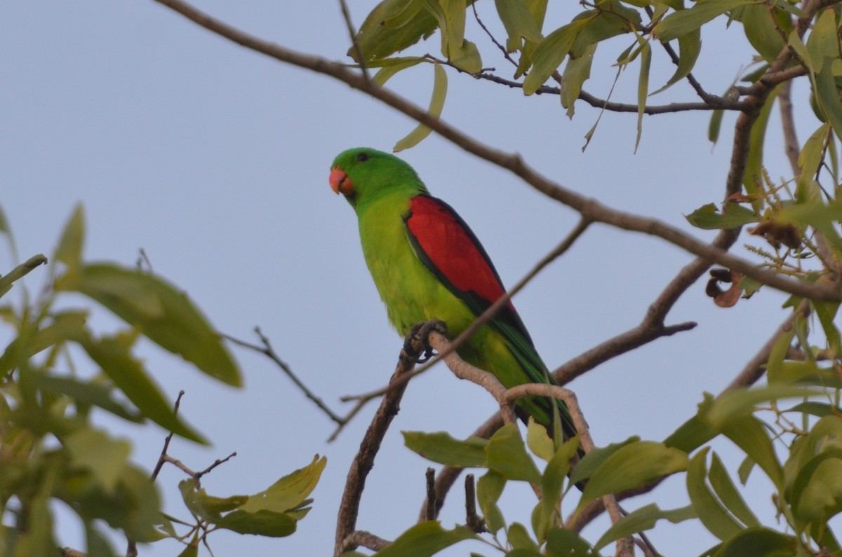 Red-winged Parrot - Dirk Tomsa
