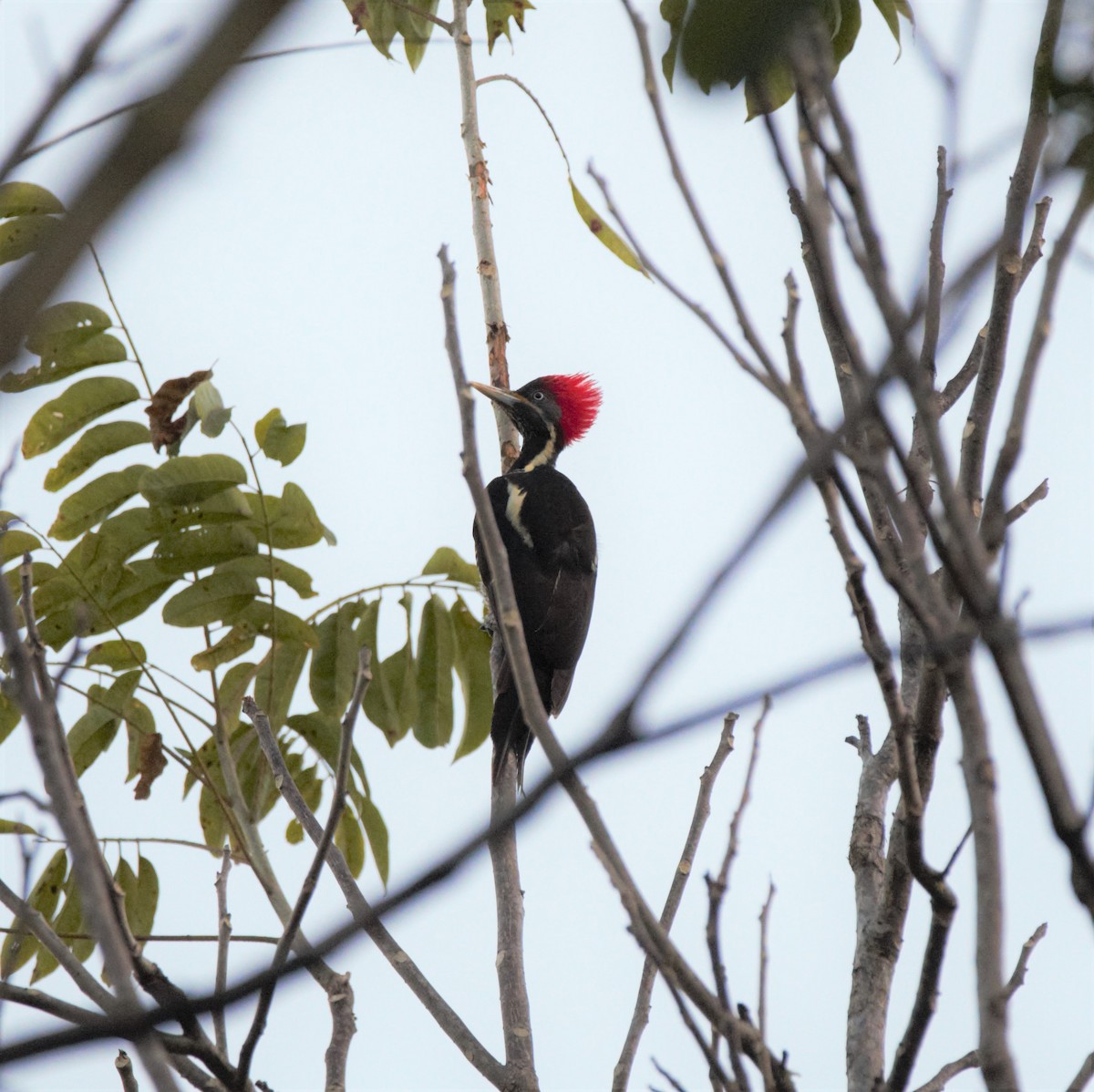 Lineated Woodpecker - Michael Muchmore