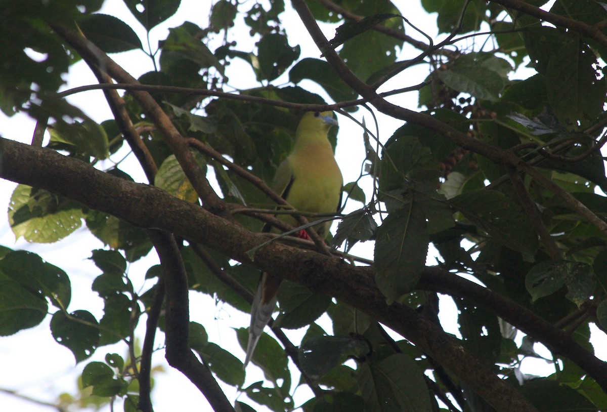 Pin-tailed Green-Pigeon - ML79095071
