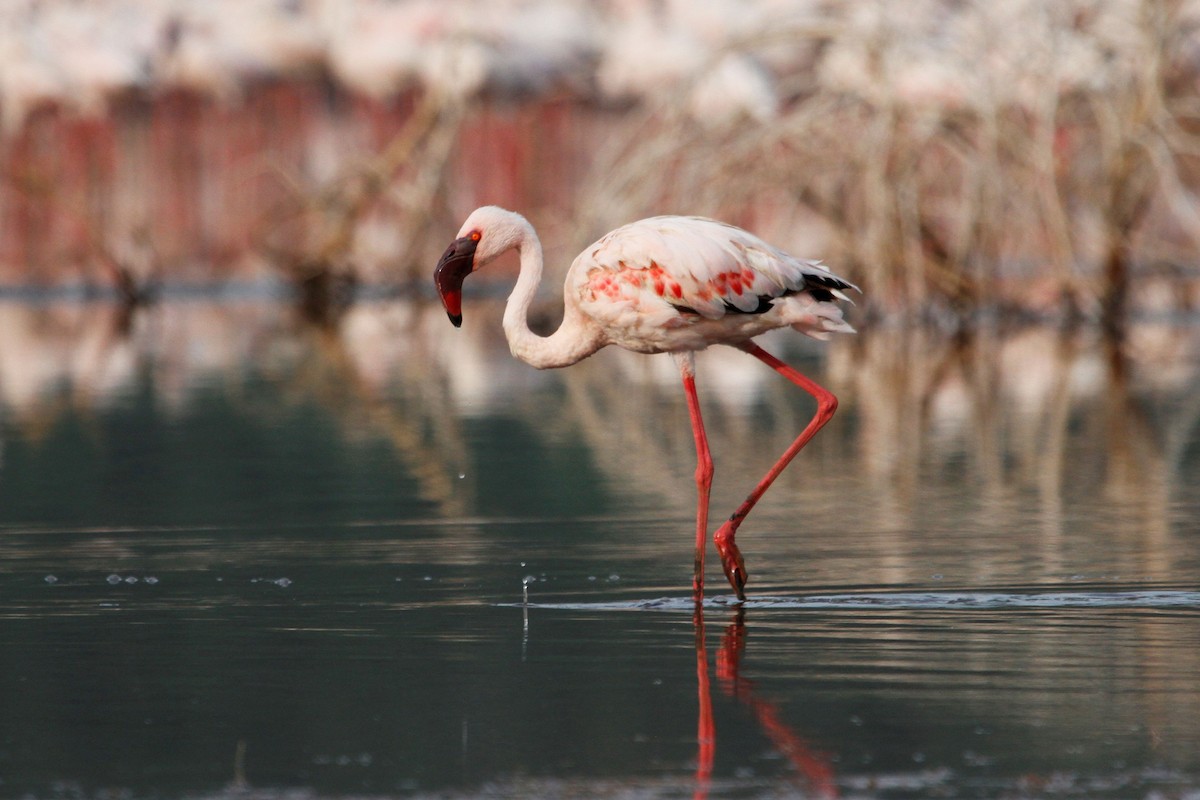 Lesser Flamingo - Reinhard Vehring