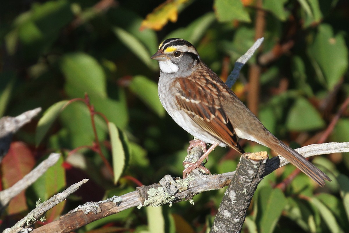 White-throated Sparrow - ML79097731