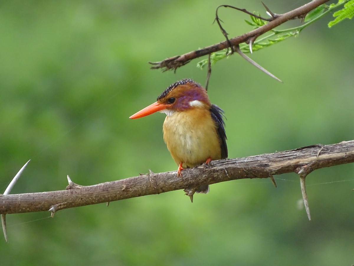 African Pygmy Kingfisher - Doris  Schaule