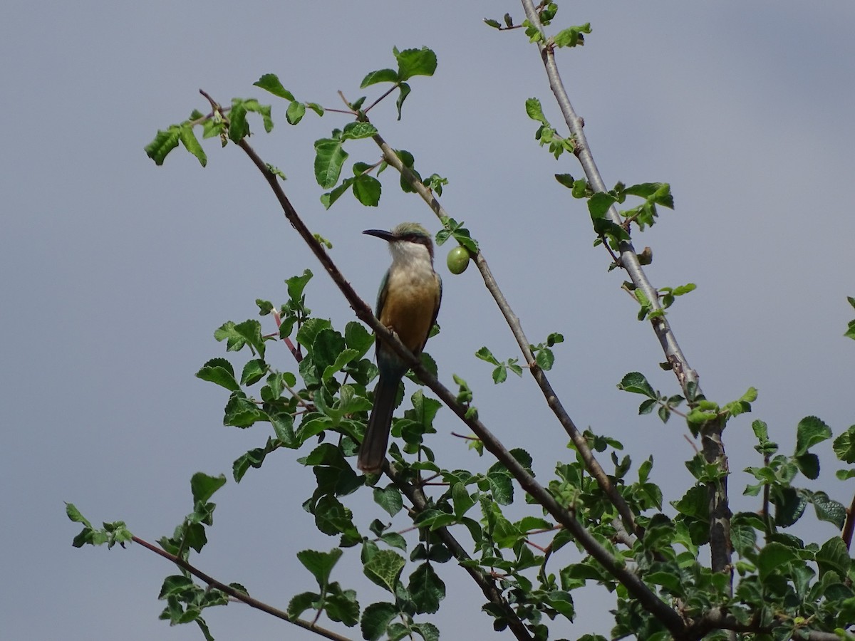 Somali Bee-eater - Doris  Schaule