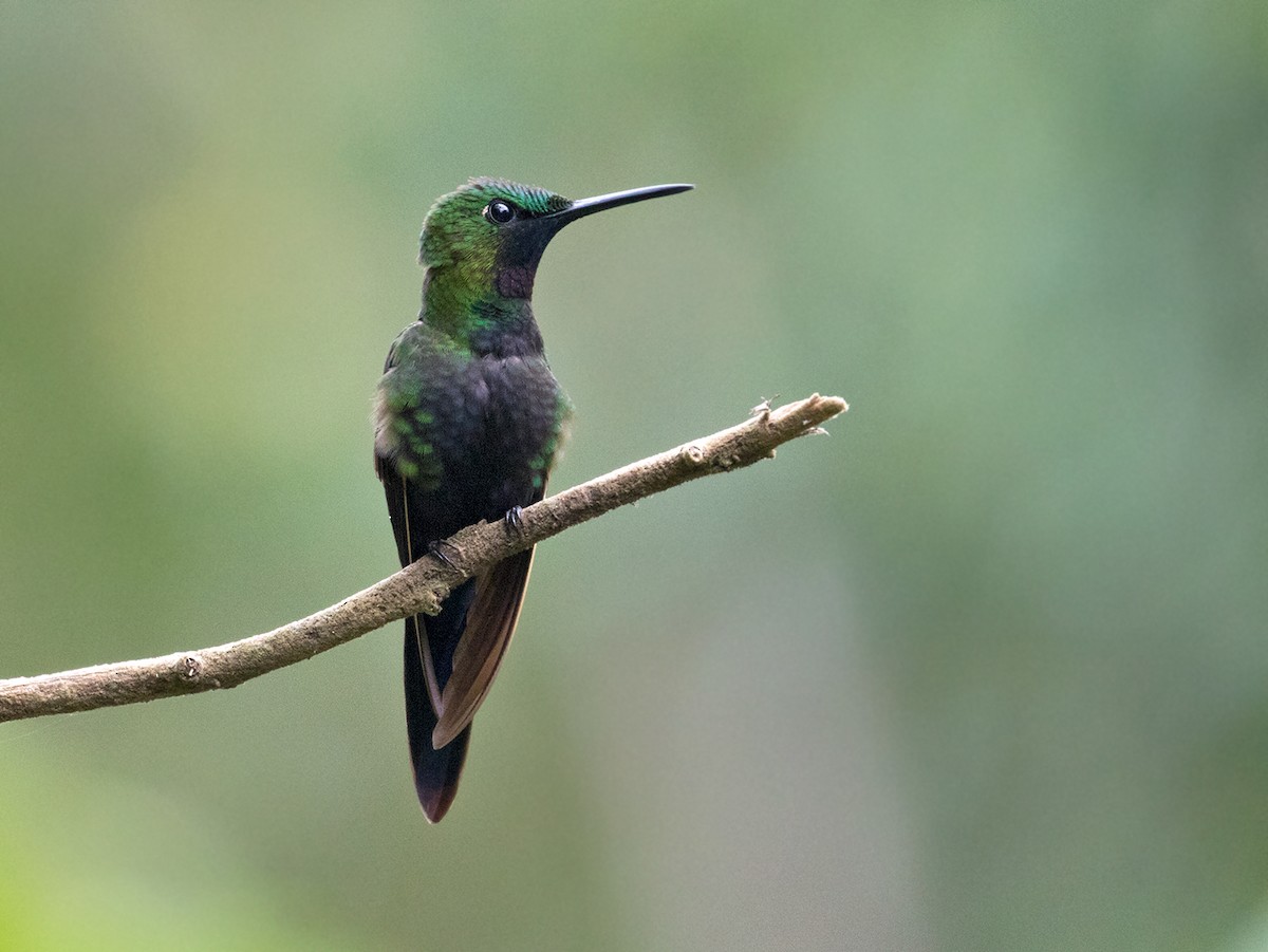 kolibřík zelenoprsý - ML79103151