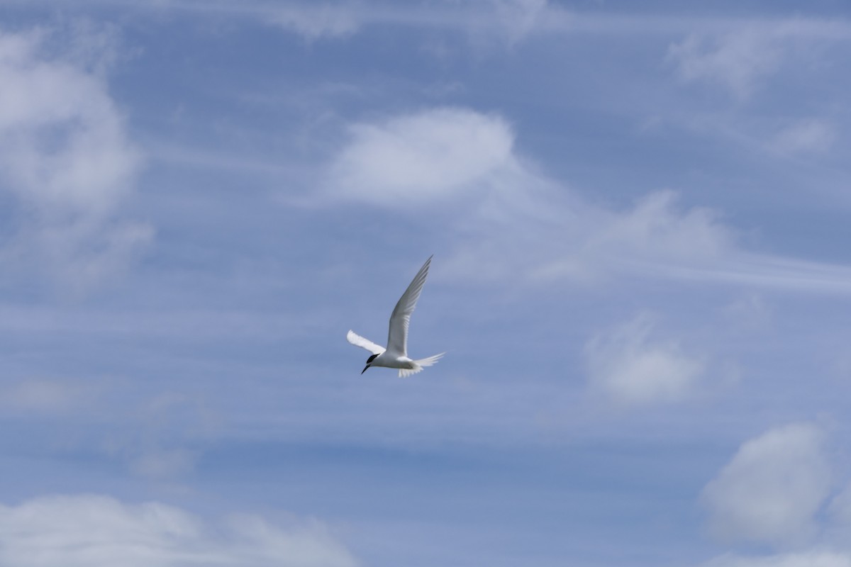 White-fronted Tern - ML79104961