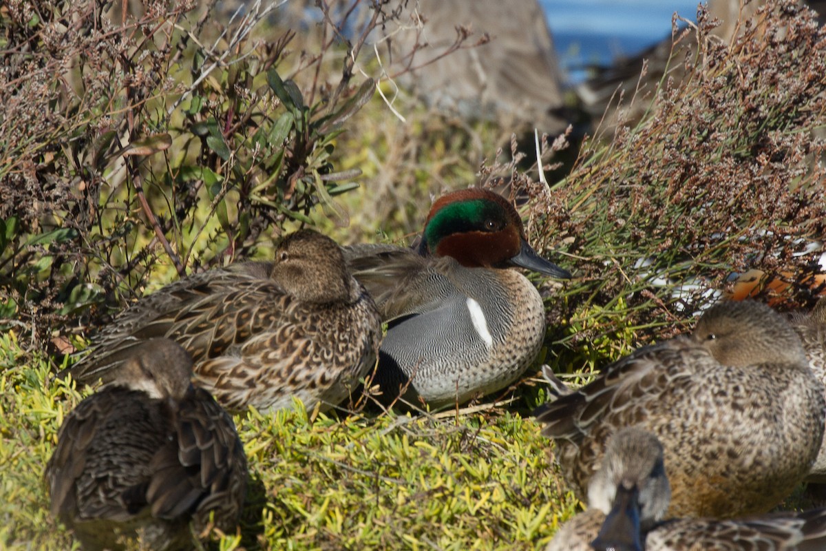 Green-winged Teal (American) - Griffin Richards
