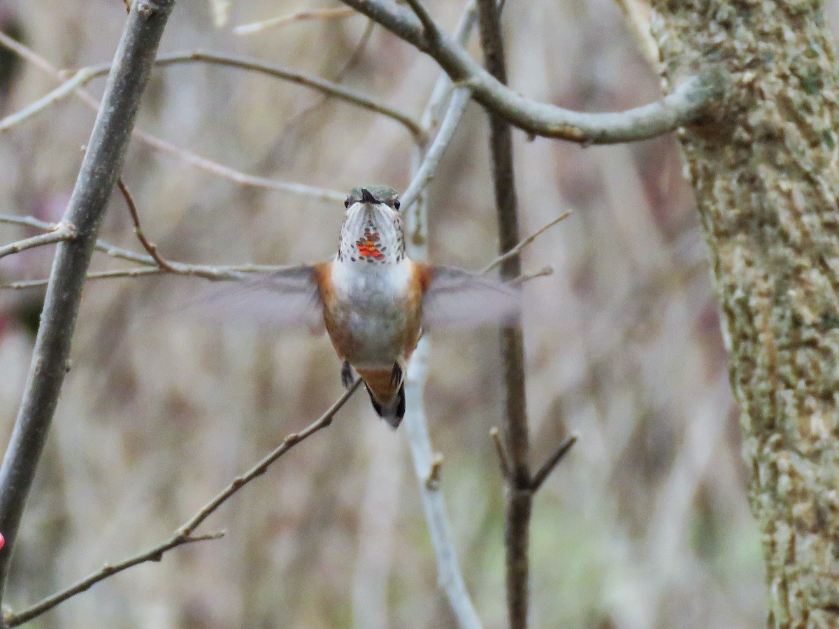 Rufous Hummingbird - ML79105701