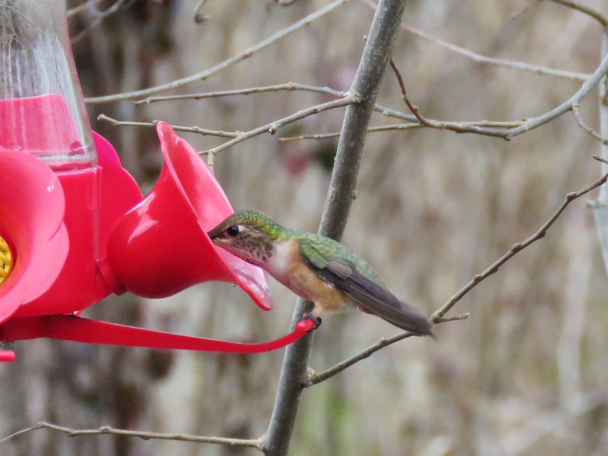 Rufous Hummingbird - David Blevins
