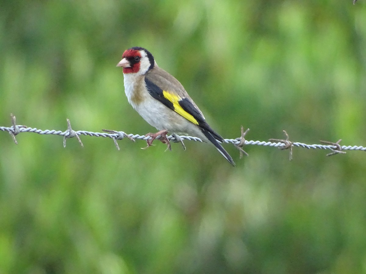 European Goldfinch - Richard Murray
