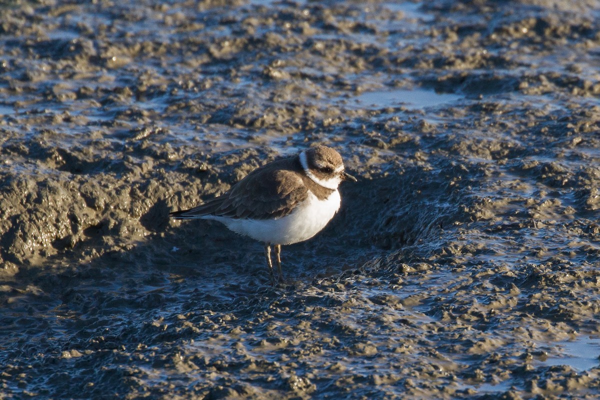 Semipalmated Plover - Griffin Richards