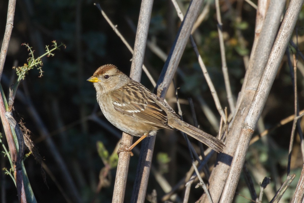White-crowned Sparrow - ML79106821
