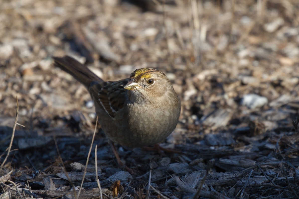 Golden-crowned Sparrow - ML79106831