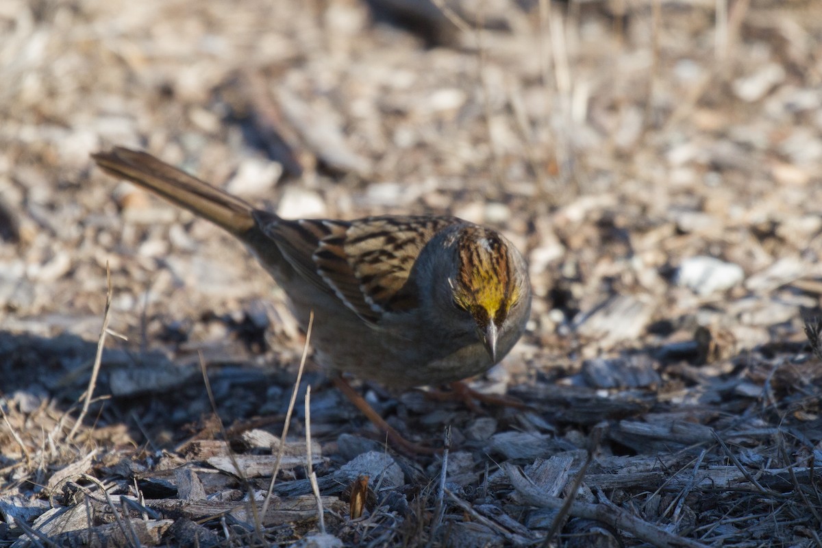 Golden-crowned Sparrow - ML79106841