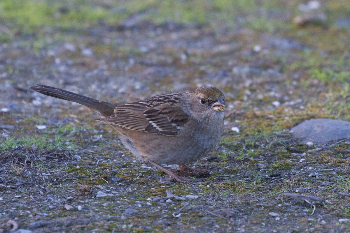 Golden-crowned Sparrow - ML79106851