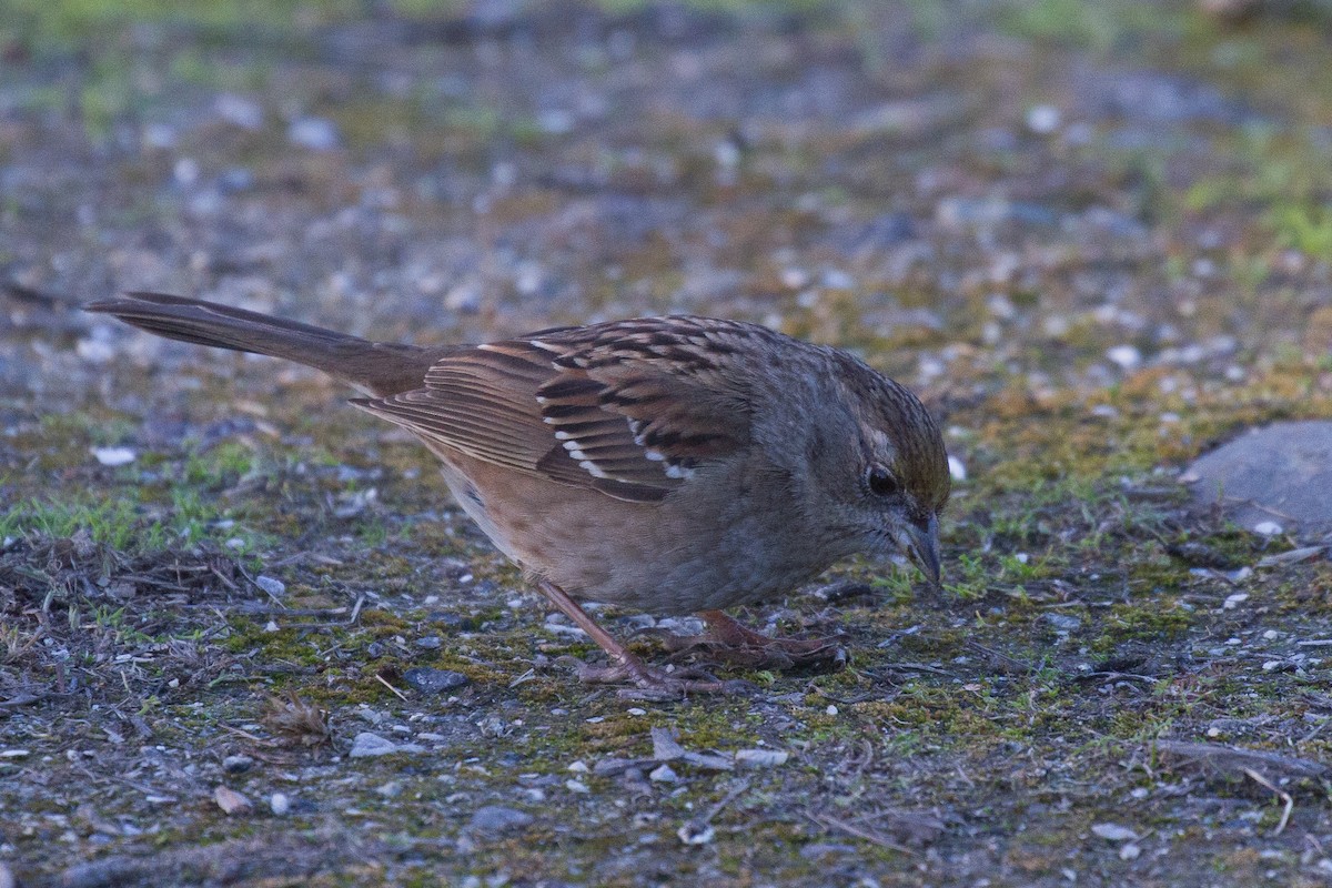 Golden-crowned Sparrow - ML79106871