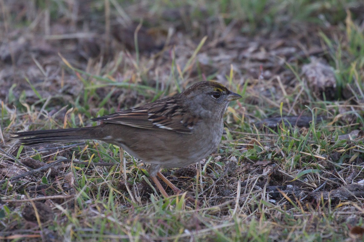Golden-crowned Sparrow - ML79106881