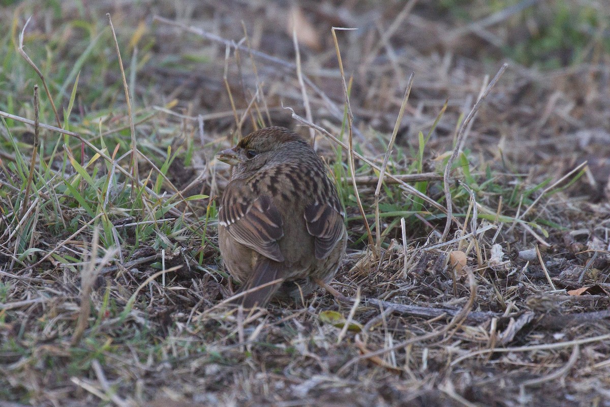 Golden-crowned Sparrow - ML79106891
