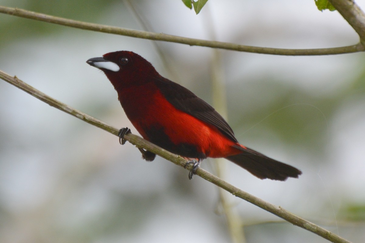 Black-bellied Tanager - ML79107451