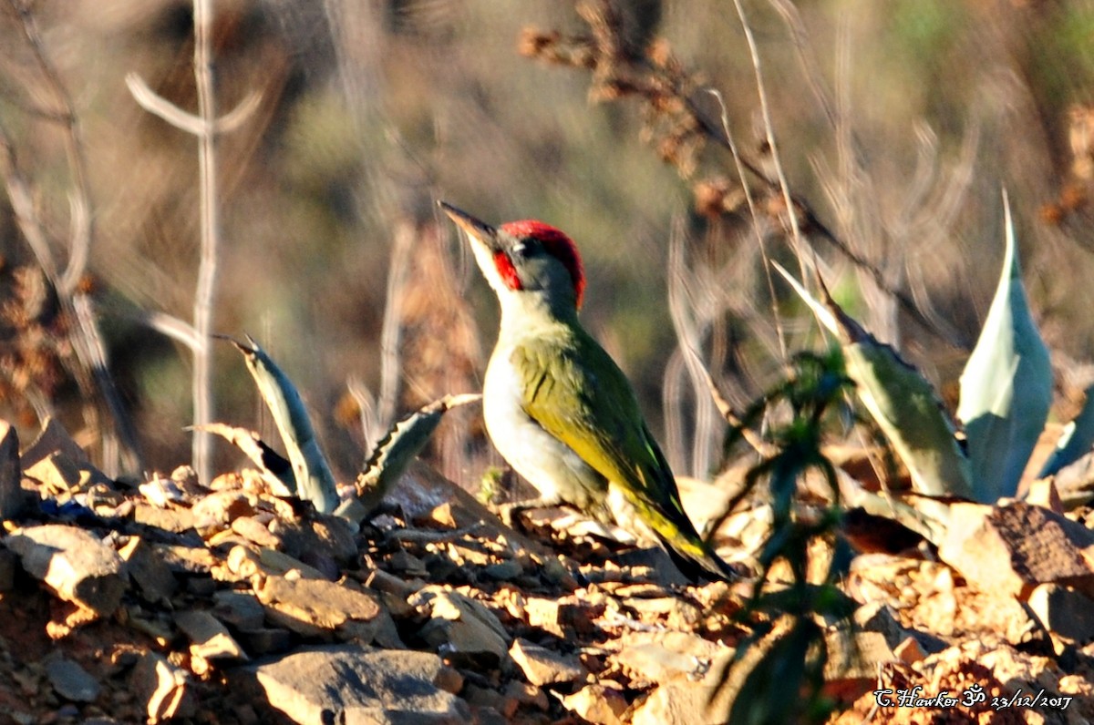 Iberian Green Woodpecker - ML79109061