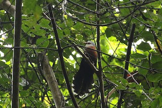  - Scale-feathered Malkoha