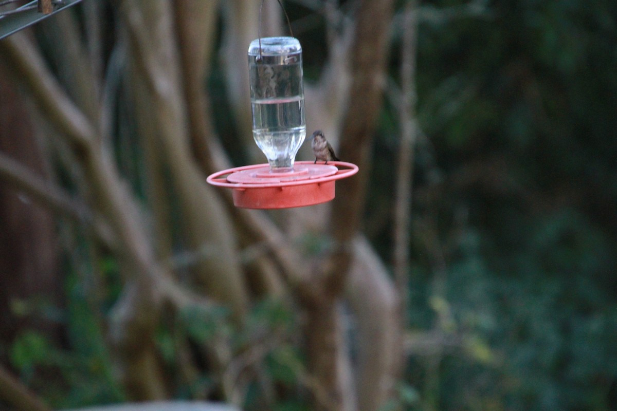 Ruby-throated Hummingbird - ML79110941