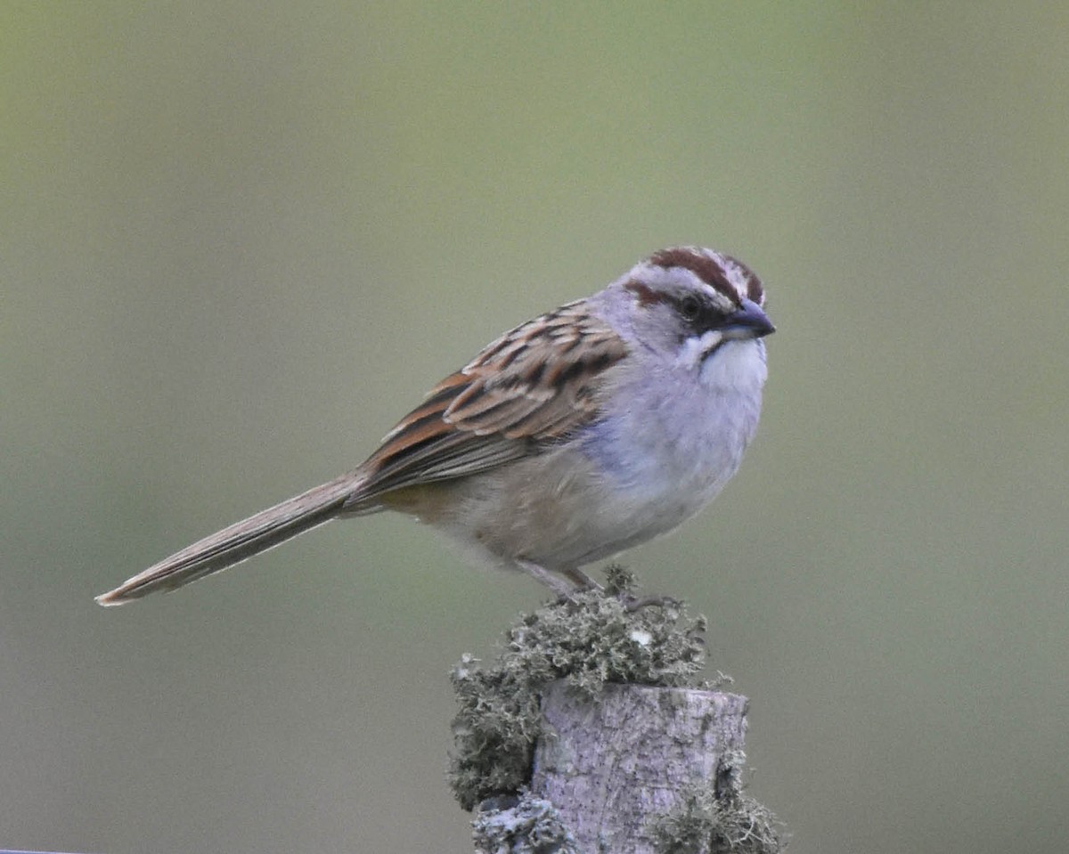 Yungas Sparrow - ML79111021