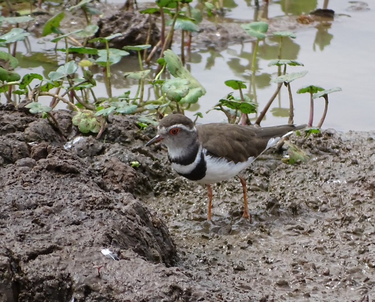 Three-banded Plover - ML79112391