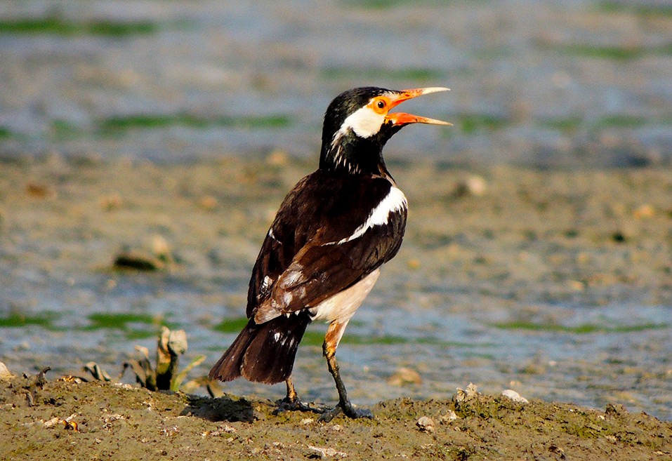 Indian Pied Starling - ML79113061