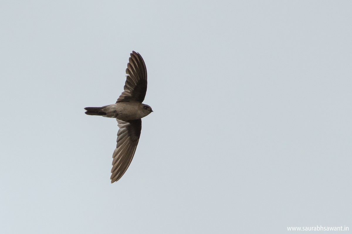 Salangane à nid blanc - ML79113301