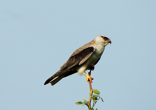 Black-winged Kite - Surajit  Bhadra Roy