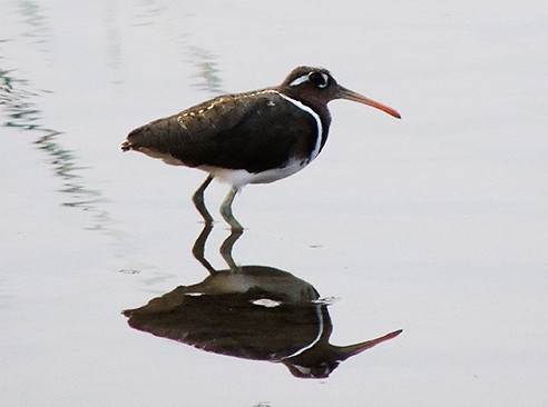 Greater Painted-Snipe - ML79114191