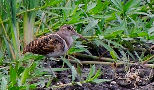 Greater Painted-Snipe - Surajit  Bhadra Roy