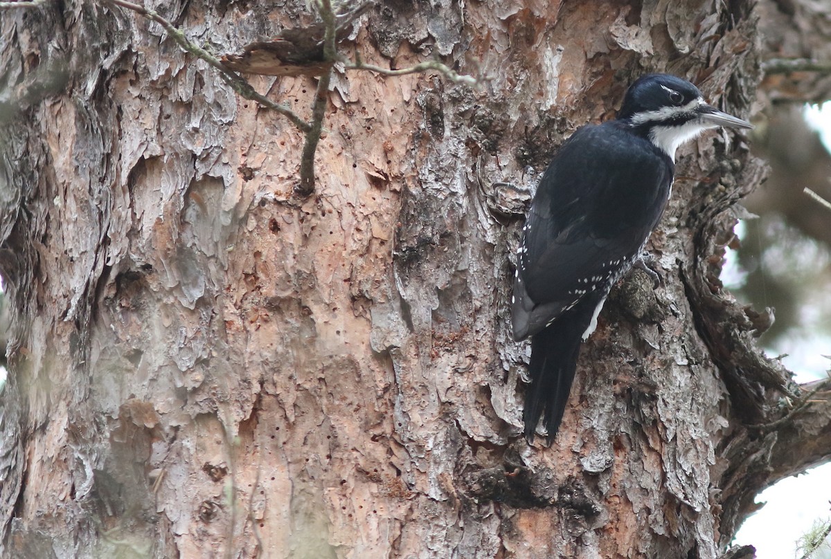 Black-backed Woodpecker - Mark Patry