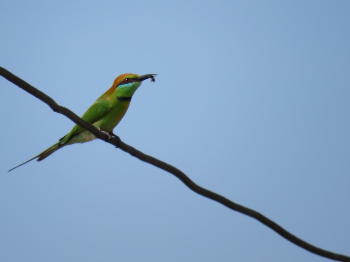 Asian Green Bee-eater - Kerry Morris