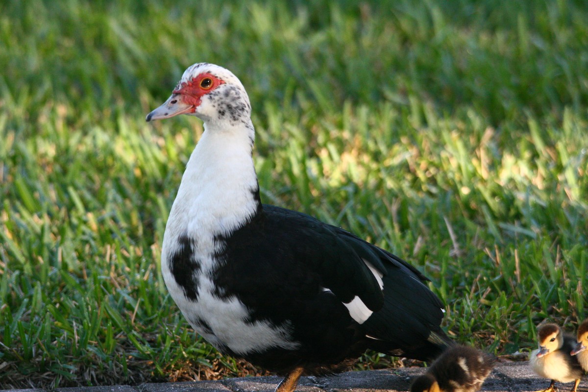 Muscovy Duck (Domestic type) - Avery Chan