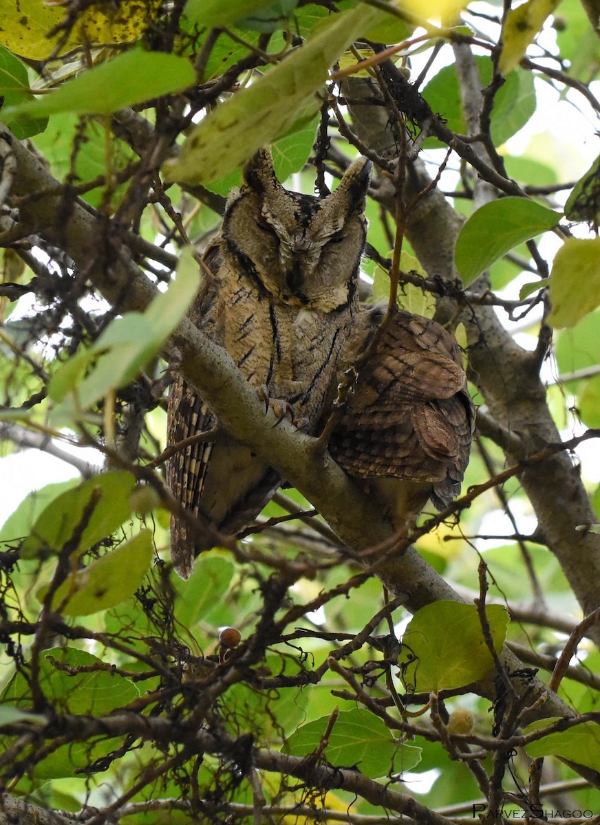 Indian Scops-Owl - Parvez Shagoo