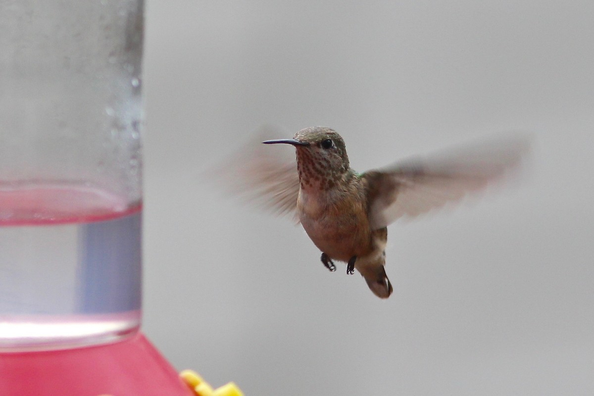 Calliope Hummingbird - Oscar Johnson