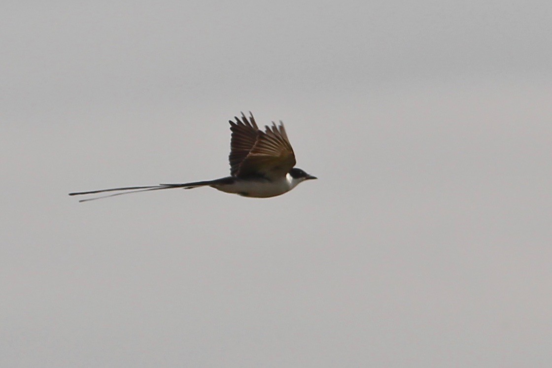 Fork-tailed Flycatcher - Oscar Johnson