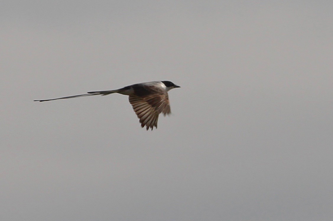 Fork-tailed Flycatcher - Oscar Johnson