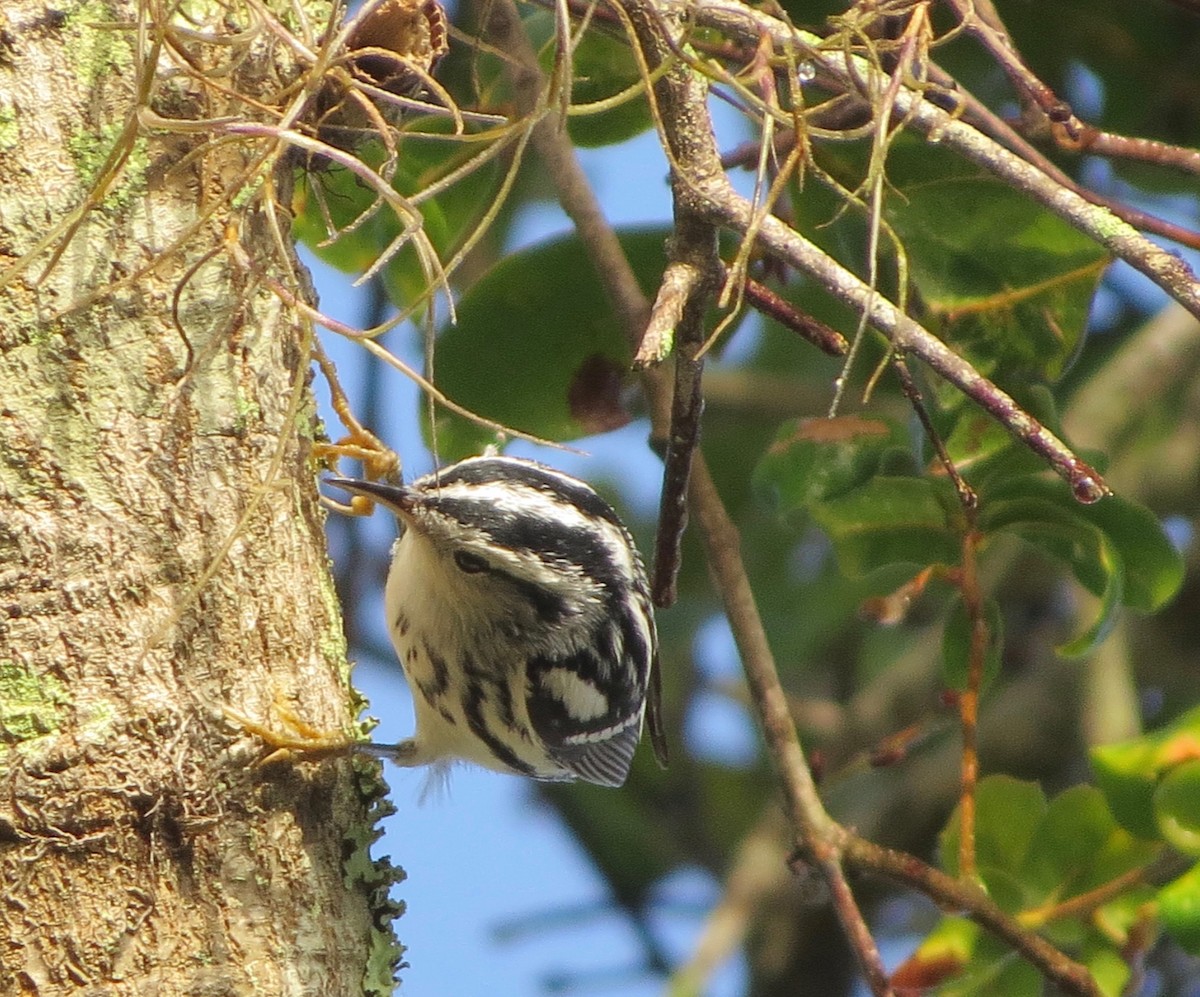 Black-and-white Warbler - ML79124591