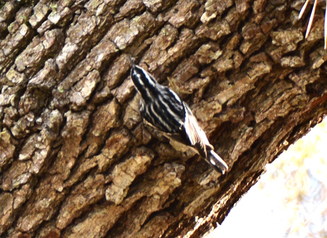 Black-and-white Warbler - ML79131371