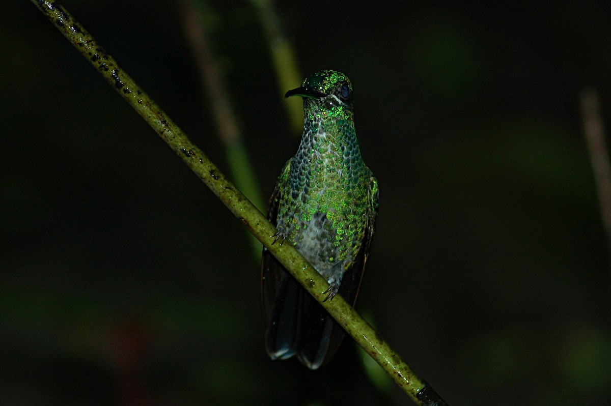 Green-crowned Brilliant - ML79131501