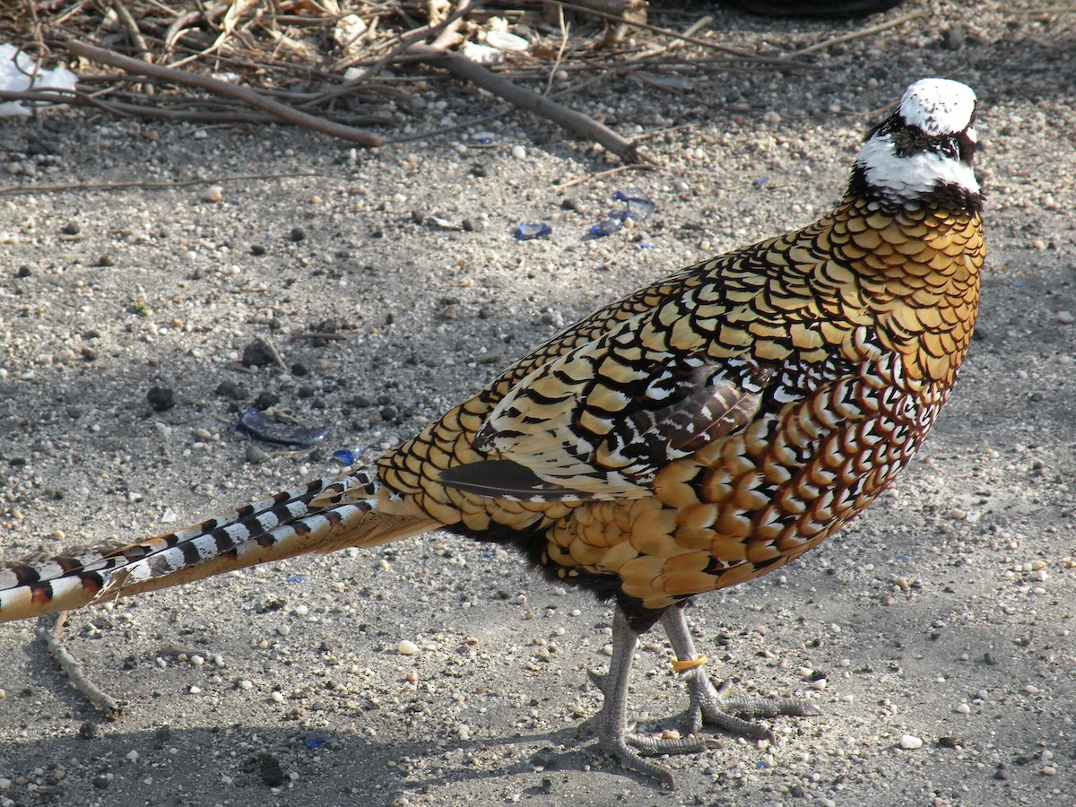 Ring-necked Pheasant - LF Melliny