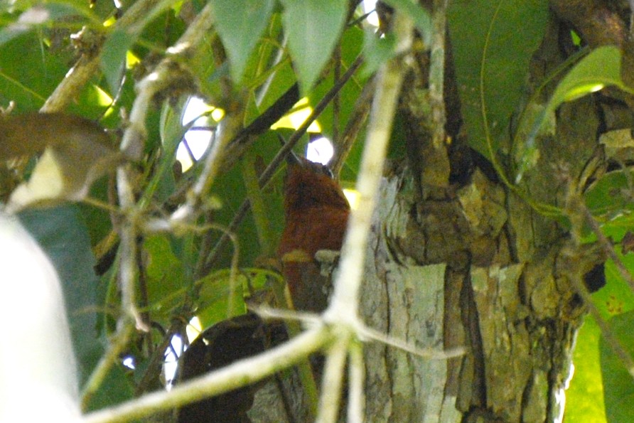 Chestnut-throated Spinetail - ML79132491