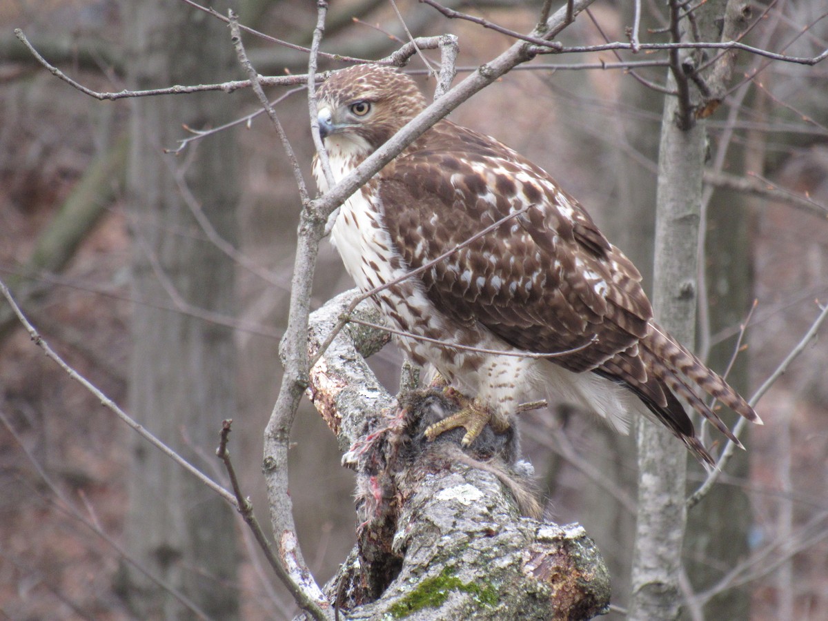Red-tailed Hawk - ML79134431