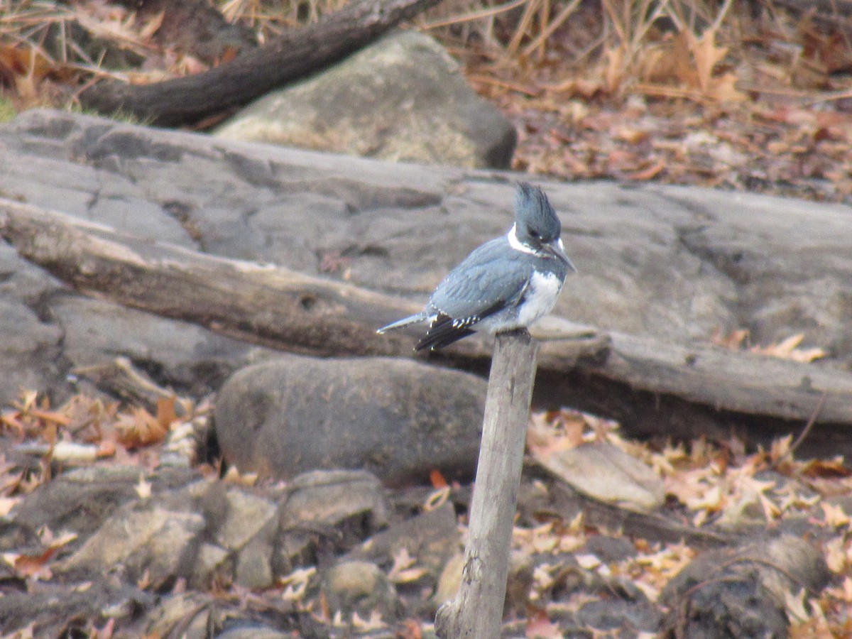 Belted Kingfisher - ML79134761