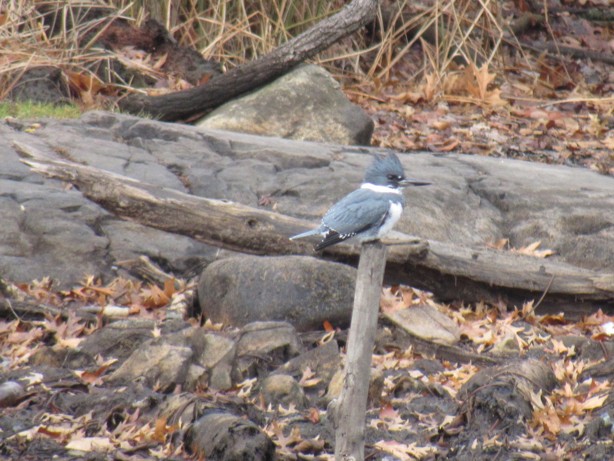 Belted Kingfisher - ML79134781