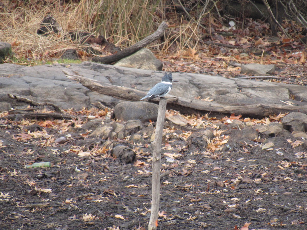 Belted Kingfisher - ML79134801